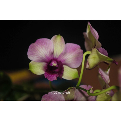 Purple and White Dendrobium Orchid Plant