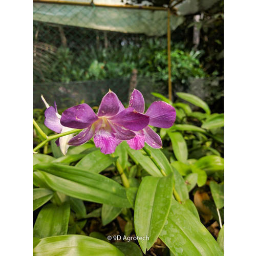 Organic Purple Dendrobium Orchid Plant