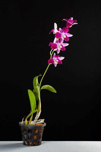 Sonia Earsakul Dendrobium Orchid Plant