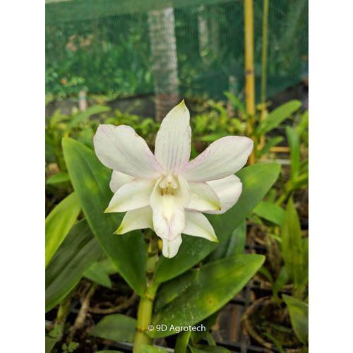 Organic White Dendrobium Orchid Plant