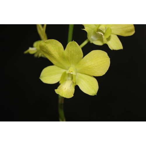 Yellow Dendrobium Orchid Plant