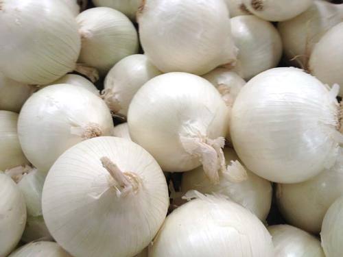 Organic Fresh White Onion, for Cooking, Fast Food, Snacks, Size : Large