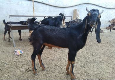 Live Kota Goat at Best Price in Ranchi | Hopegrow India Pvt Ltd