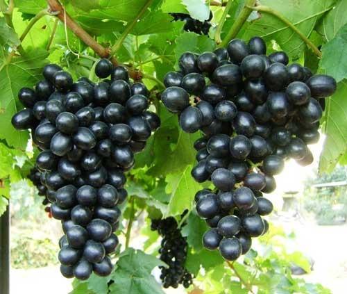 fresh black grapes