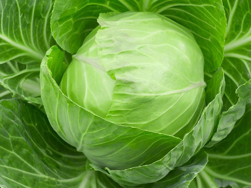 Organic Fresh Cabbage, Packaging Type : 50Kg