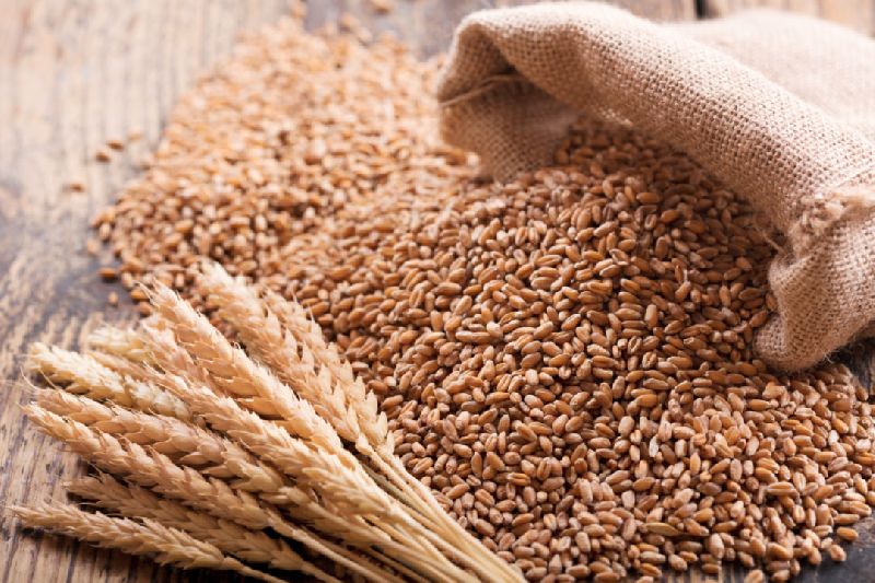 Organic Wheat Seeds, Shelf Life : 1year