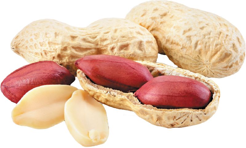 Organic Groundnut Seeds, for Agriculture, Purity : 99.9%