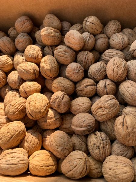 Walnuts, for Food, Certification : FSSAI Certified