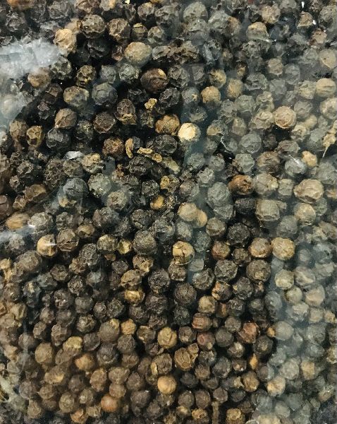 Common black pepper, for Spices, Packaging Type : Plastic Packet, Paper Box