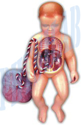 Human Fetal Circulation