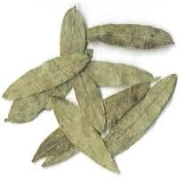 senna leaf
