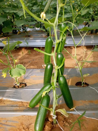 Cucumber Seeds, Color : Green Color