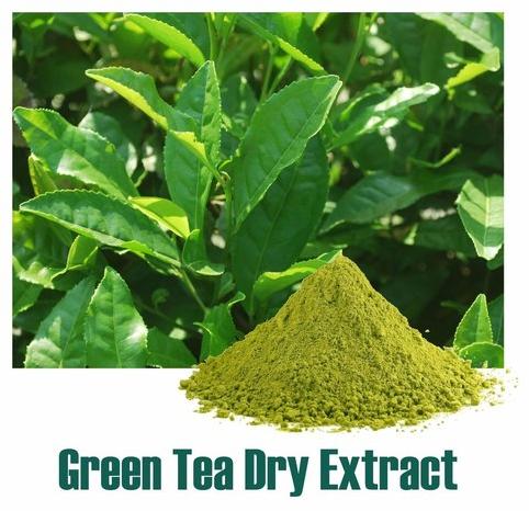 Green Tea Dry Extract