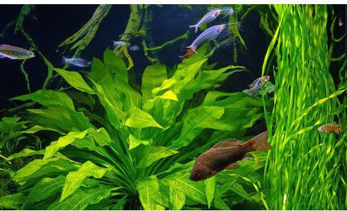 Plastic Decorative Aquarium Plant, Color : Green