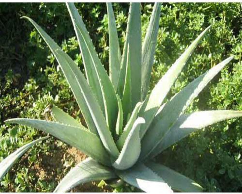 Aloe Vera Extract, Packaging Size : 25 Kg