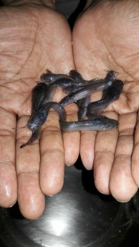 Magur Fish Seed, Packaging Type : Bag