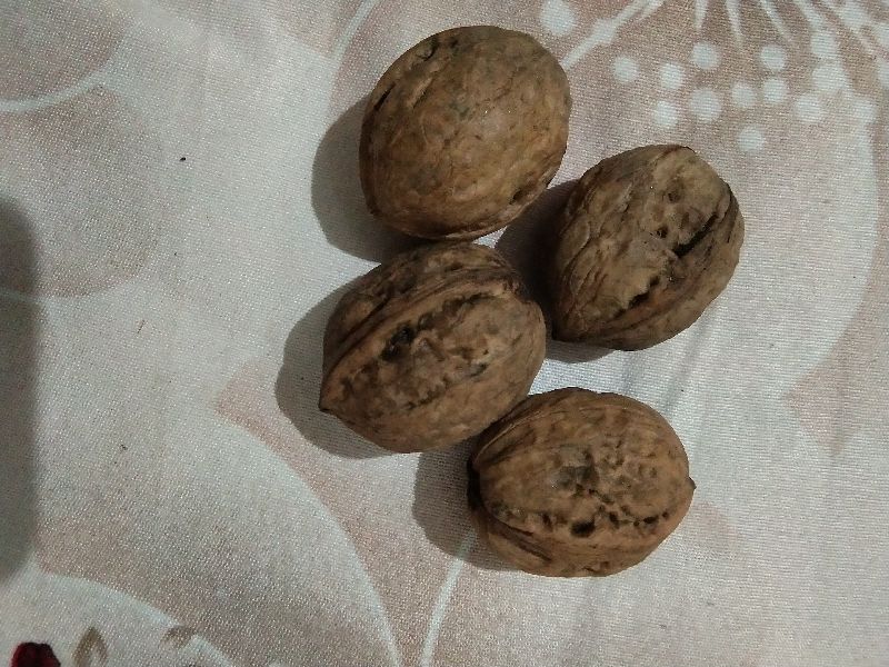 Orgnic walnut, for Food, Feature : Good Taste, Rich In Protein