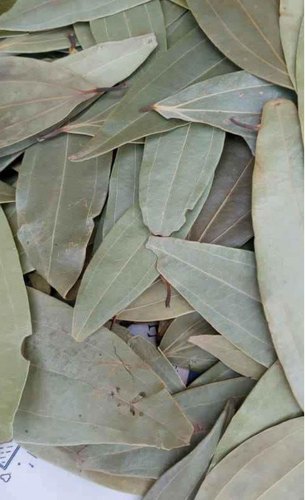 Bay Leaf, Packaging Type : Gunny Bag