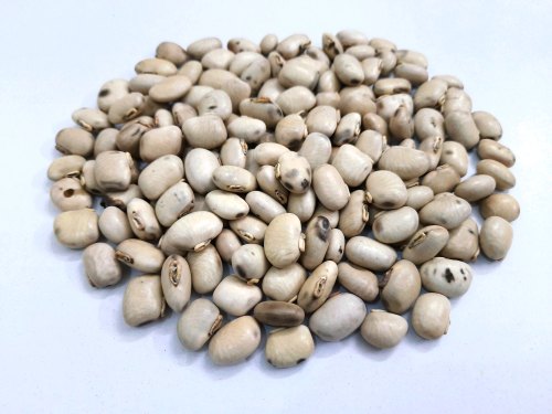 Mucuna Pruriens Seed, Packaging Type : Packet