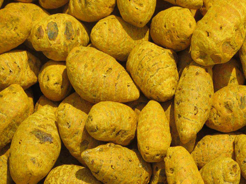 Natural Bulb Type Turmeric Finger, for Cooking, Spices, Packaging Type : Plastic Pouch, Plastic Packet