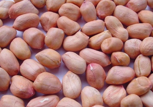 Organic Groundnut Seeds (60-70), for Direct Consumption, Grade : Superior