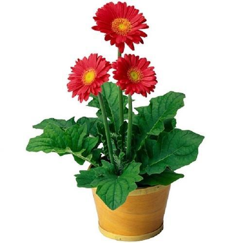 Exporter of Flowering Plants from Jabalpur, Madhya Pradesh by Arihanth