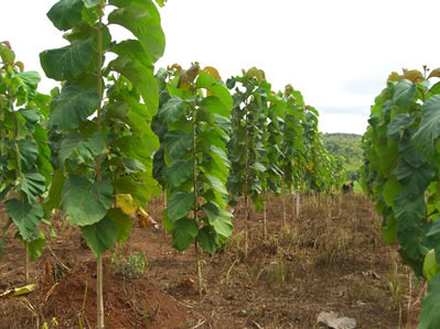 Teak plants, Color : Green