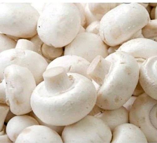 Organic Fresh Button Mushroom, for Cooking, Oil Extraction, Color : Creamy, White