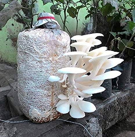 punjab oyster mushroom compost Packaging Type Plastic Bag Packaging  Size 10 Kg