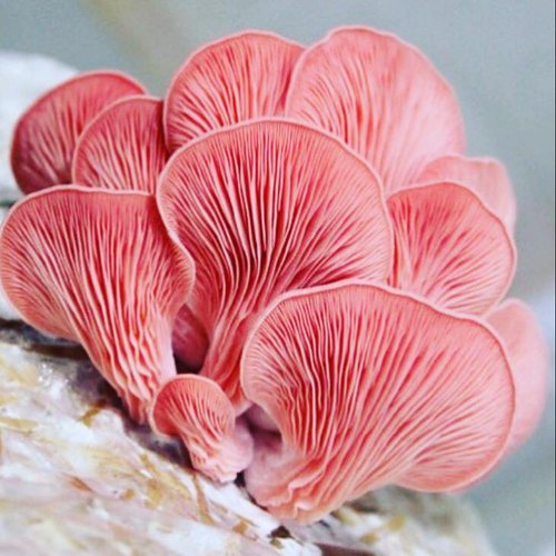 Natural Pink Oyster Mushroom Spawn, Packaging Type : Vaccum Pack