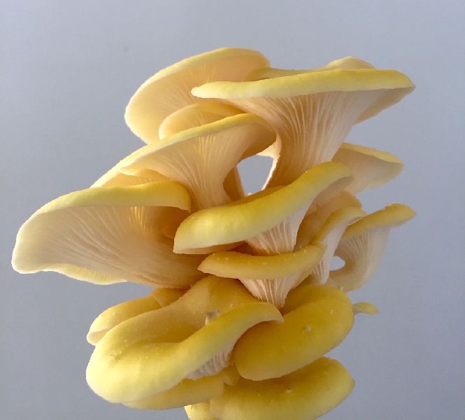 Natural Yellow Oyster Mushroom Spawn, Packaging Type : Plastic Packet