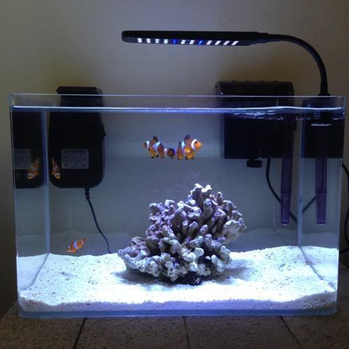 Designer Fish Tank