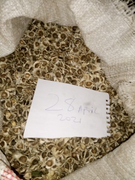 Common mornings seed, for Agriculture, Food, Medicinal, Purity : 99.9%