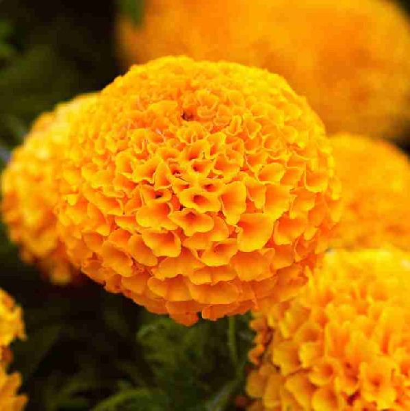 Natural marigold flowers, Feature : Non Harmul, Purity