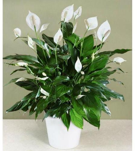 Spathiphyllum Peace Lily Plant, for Gardening, Packaging Type : Plastic Bag