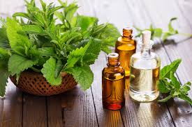 MENTHA CITRATA OIL