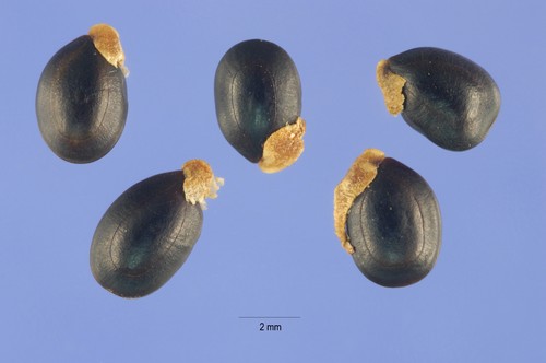 Acacia Seeds