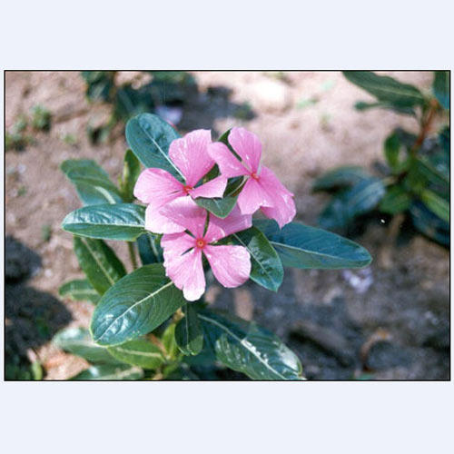 vinca rosea plant