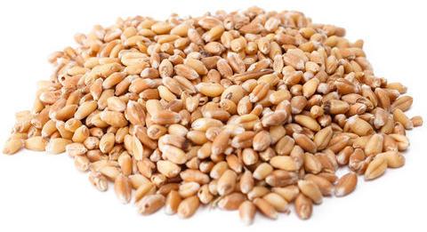 wheat grains