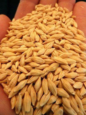 Malt Barley, Packaging Size : 30 kg, 50 kg
