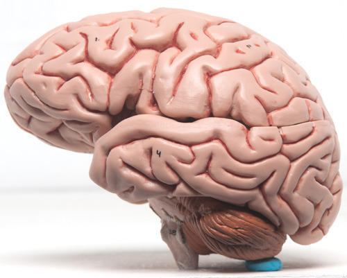 Plastic Human Brain Model, for Biological Lab, Educational, Medical, Width : 12.5cm