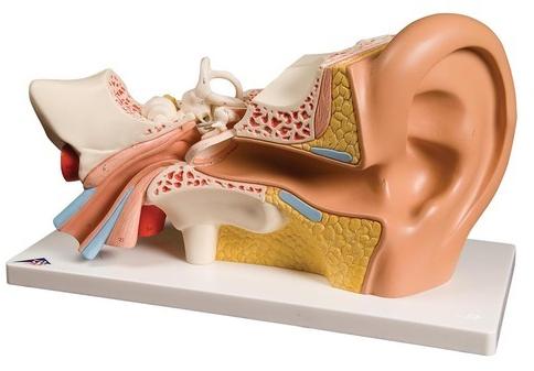 Pvc Human Ear Model, for Hospital, Laboratory, Medical Collage, Size : Standard