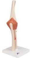 PVC Human Elbow Joint Model, for Medical Institute, Nursing Institute, School, Length : 0-100mm
