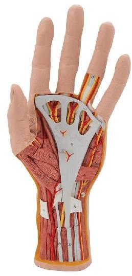 Plastic Human Hand Model, for Science Laboratory, Feature : Accurate Design, Durable, Light Weight