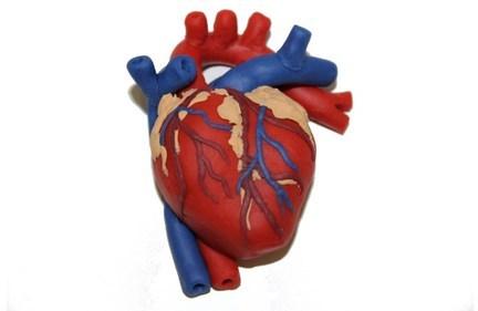Plastic Human Heart Model, for Science Laboratory, Feature : Durable