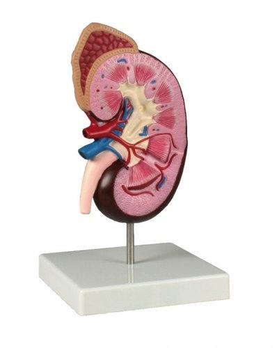 Plastic Human Kidney model, for Science Laboratory, Feature : Crack Proof, Durable, Light Weight