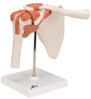 PVC Human Shoulder Joint Model, for Medical Institute, Nursing Institute, Feature : High Durability