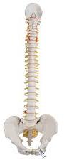 Plastic Human Spine Model, for Science Laboratory, Feature : Accurate Design, Durable, Light Weight