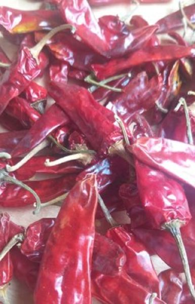 Dry red chili, Packaging Type : Plastic Packet