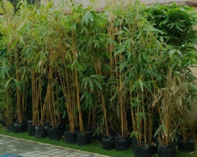 Bamboo plants, Color : Green, Green